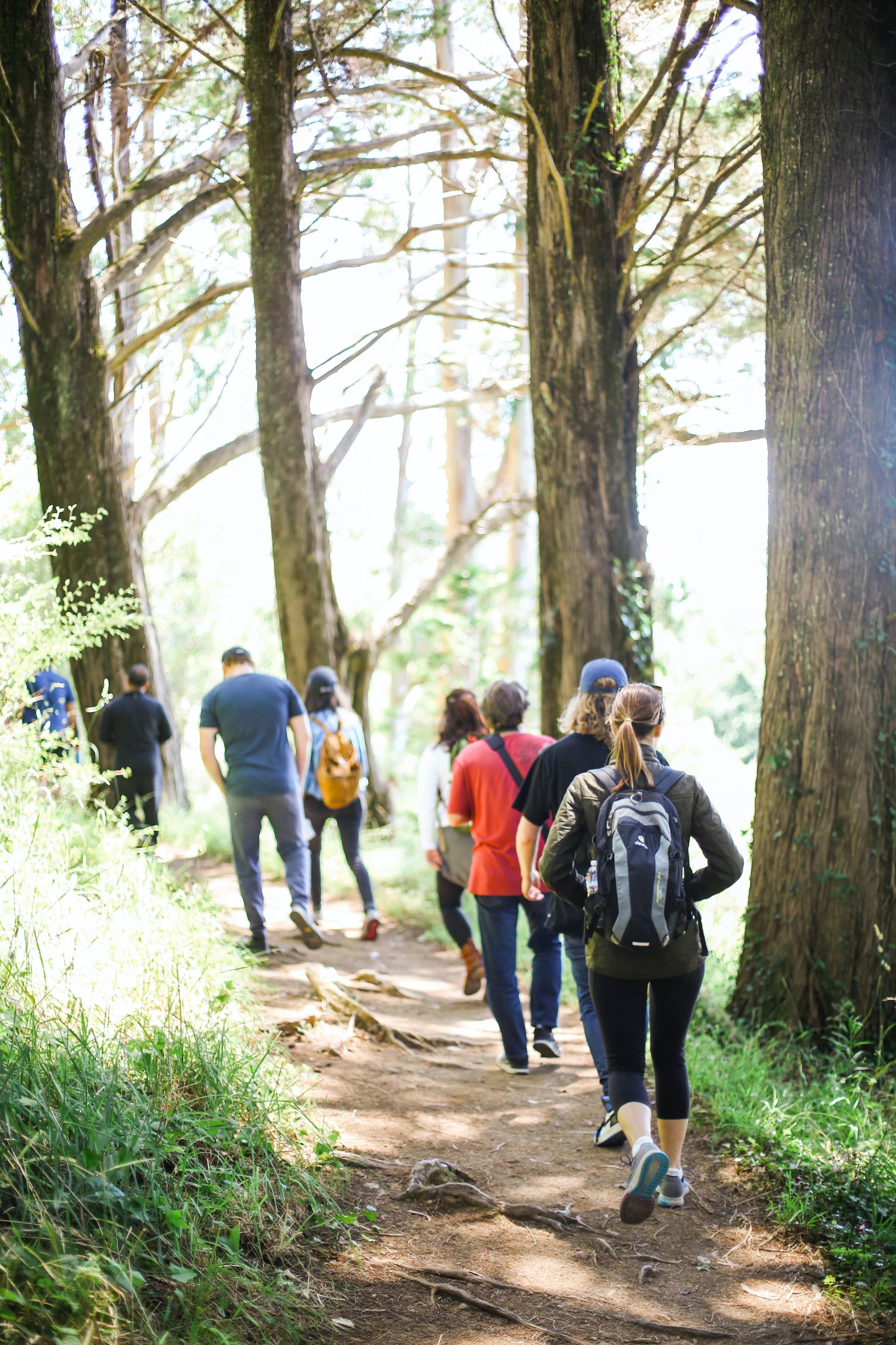 Group of hikers walking a path into the woods on a shiny day.